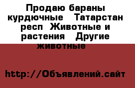 Продаю бараны курдючные - Татарстан респ. Животные и растения » Другие животные   